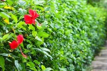 Cây dại mọc hàng rào hóa “mỏ vàng”, dân phố cực chuộng ăn 
