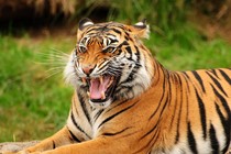 Top sự thật gây bất ngờ về loài mèo không phải ai cũng biết 