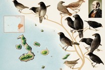 Vén màn sự thật những loài chim giúp Darwin xây dựng thuyết tiến hóa 