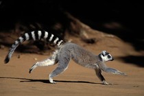 15 sự thật chấn động về loài vượn cáo Madagascar