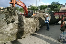 Đào đất phát hiện cây gỗ 24 tấn, chuyên gia lập tức làm điều này 