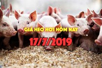 Giá heo hơi hôm nay 17/7: Giá heo miền Trung tăng mạnh, có nơi tăng 4000 đồng/kg