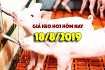 Giá heo hơi hôm nay 18/7: Giá heo hơi miền Nam bất ngờ tăng mạnh