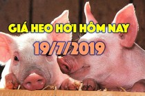 Giá heo hơi hôm nay 19/7: Giá heo miền Nam biến động trái chiều, Đồng Nai bất ngờ tăng