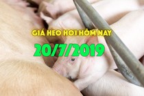 Giá heo hơi hôm nay 20/7: Giá heo miền Nam, miền Trung quay đầu giảm giá