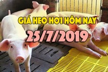 Giá heo hơi hôm nay 25/7: Giá heo ổn định, miền Trung tăng trở lại