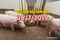 Giá heo hơi hôm nay 26/7: Giá heo hơi ổn định, giá ở miền Bắc cao nhất nước