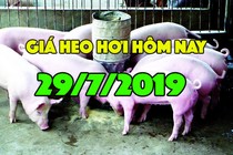 Giá heo hơi hôm nay 29/7: Giá heo hơi dự báo sẽ tăng trong 15 ngày tới