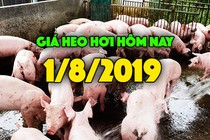 Giá heo hơi hôm nay 1/8: Giá heo miền Nam tăng nhẹ 2000 đồng/kg