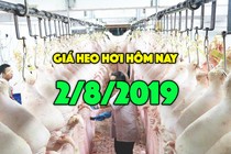 Giá heo hơi hôm nay 2/8: Giá heo hơi miền Bắc tăng 2000 đồng/kg 