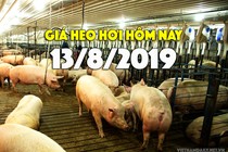 Giá heo hơi hôm nay 13/8: Miền Bắc đạt đỉnh 53.000 đồng, miền Nam có nơi tăng 7.000 đồng/kg