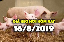 Giá heo hơi hôm nay 16/8: Cả 3 miền đều tăng, miền Bắc vẫn ở mức cao