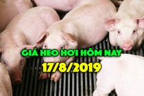 Giá heo hơi 17/8: Giá tiếp tục tăng ở miền Nam, miền Bắc ổn định