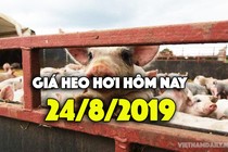 Giá heo hơi hôm nay 24/8: Miền Bắc cao nhất nước, miền Nam tiếp tục tăng