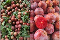 Bất chấp giá cao tới 300.000 đồng/kg, mận đầu mùa vẫn đông người mua 