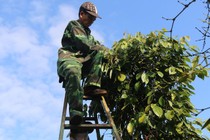 Giá cà phê và tiêu hôm nay tăng trở lại