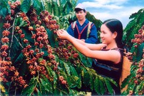 Giá cà phê hôm nay tăng nhẹ