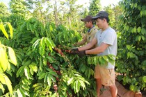 Giá cà phê hôm nay tiếp tục tăng mạnh 