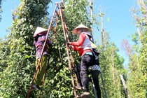 Giá tiêu hôm nay: Lặng sóng, chờ diễn biến mới qua nghỉ lễ