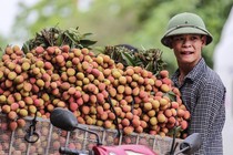 Vải thiều Lục Ngạn vận chuyển bằng đường máy bay có giá đến 150.000 đồng/kg 