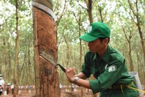 Quý 2 báo lãi lớn, 6 tháng Cao su Phước Hòa vẫn đi ngang