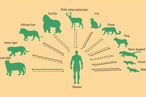 CDC Trung Quốc: Các loài nhiễm SARS-CoV-2 trong tự nhiên gia tăng khó kiểm soát