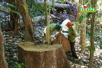 Ảnh minh họa: Nguồn:baodaknong.org.vn