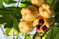 Loại quả kịch độc, ăn vào mất mạng như chơi, giờ thành món 'ngon tụt lưỡi'