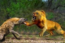 Vì sao linh cẩu không bị sư tử ăn thịt dù "lép vế" hoàn toàn? 