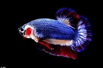 Tận mục con cá bé tí 37 triệu đồng khiến đại gia săn lùng ráo riết 