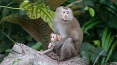Khỉ đuôi lợn được giao nộp ở Huế: Loài quý hơn vàng trong Sách Đỏ