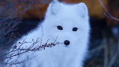 4 loài động vật kỳ lạ, đổi màu trắng toát vào mùa đông