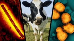 Tìm thấy 2 loại vi-rút cúm nguy hiểm ở bò