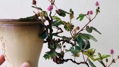 Ngỡ ngàng cây mọc bờ ruộng lên đời thành bonsai đắt đỏ