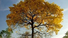 Loại gỗ đắt nhất thế giới bị săn lùng cạn kiệt