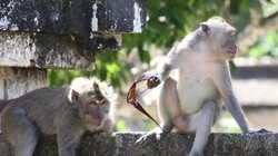 Khỉ đuôi dài ‘ăn trộm tống tiền’ cực kỳ xảo trá