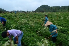 90% dược liệu nhập từ Trung Quốc: Khó phân biệt với... rác