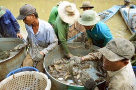 Kéo mỏi tay hàng chục tấn cá đồng ăn Tết ở 'túi cá' U Minh Hạ