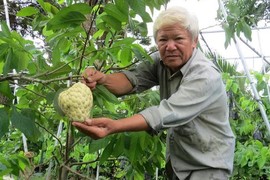 Lão nông với vườn mãng cầu dai cho trái 'khổng lồ'