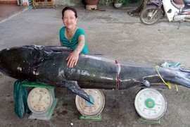 Bắt cá úc khủng nặng 130kg trên sông Sêrêpốk