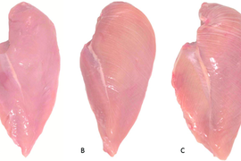 Tại sao nên cẩn trọng khi mua thịt ức gà có vân trắng?