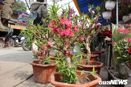 Tràn ngập đào Trung Quốc "đội lốt" đào Thất Thốn, nhập rẻ bán đắt