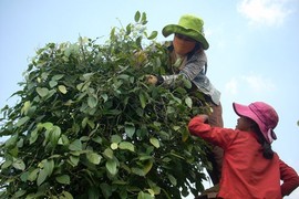 Ngành hồ tiêu mang vạ bởi vụ nhuộm pin!