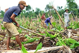 Sau giải cứu, dân Đồng Nai lại ồ ạt trồng chuối chờ TQ mua