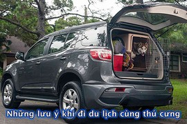 Chở thú cưng trên "xế hộp" cần lưu ý những điều gì?