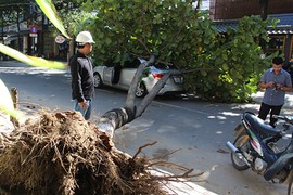 Cây xanh bật gốc đè móp ôtô, tài xế bung cửa thoát thân