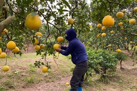 Đua nhau trồng rồi ‘vỡ trận’: Cam sành đang phải ‘giải cứu’ 