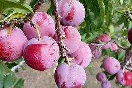 ‘Cherry Việt’ đổ bộ thị trường, giá chỉ 12.500 đồng/kg