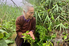 Loại rau dại xưa chả ai ngó ngàng tới nay thành đặc sản “đại bổ”