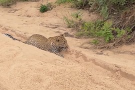 Video: Ngỗng con dùng chiêu giả chết lừa báo hoa mai và cái kết